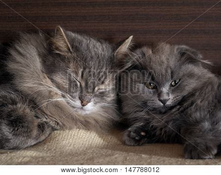 Cat and kitten are sleeping together. gray cats fluffy. Lovely pets love each other