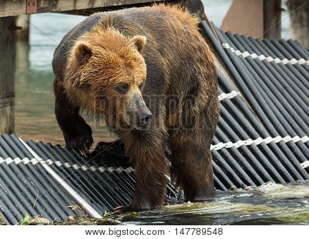 Brown bear waiting for prey on fence to account for fish. Kurile Lake in Southern Kamchatka Wildlife Refuge.