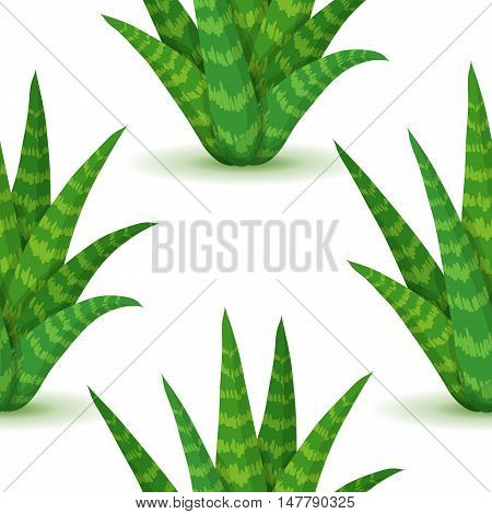 Aloe vera - seamless pattern with desert plants. Nature floral background with green succulent leaf. Wallpaper with plantation of aloe. Vector illustration