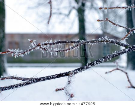 Rimfrost