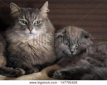 Big cat and little kitten lying together. Gray fluffy cat. Very similar but different breeds
