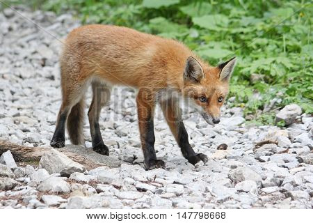 Curious young red fox looking warily, standing on stones