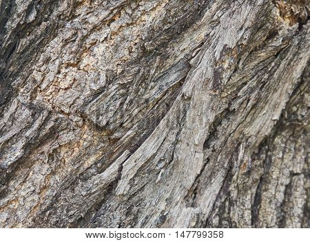 Close up picture of wood bark. Brown color of wood bark.