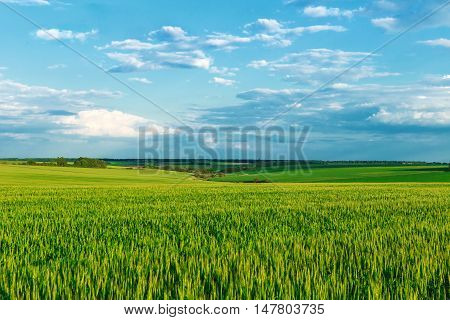 Green Field And Blue Sky With Light Clouds