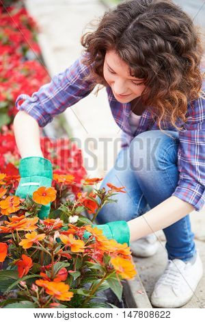 happy female nursery worker trimming plants in greenhouse