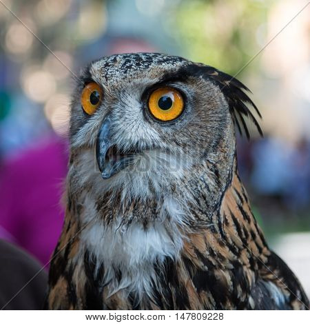 Buff Eurasian Eagle-owl with Orange Eyes, Animal Theme