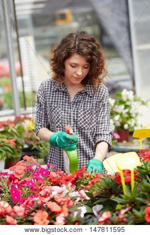 happy female nursery worker trimming plants in greenhouse