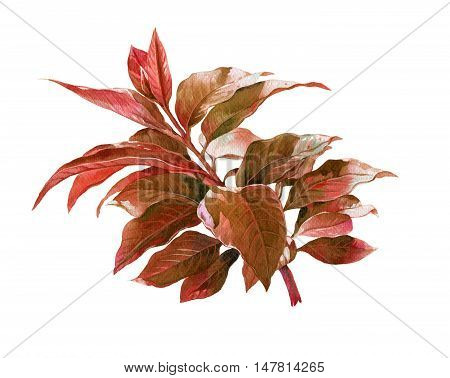 watercolor painting of leaves on white background