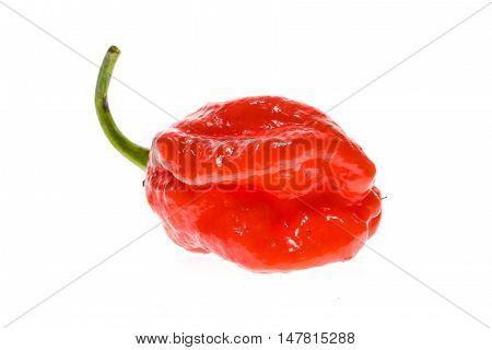 Fresh Ripe Caribbean Red Habanero Hot Chili Pepper