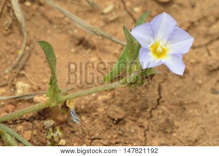 Five-lobed Bindweed - Convolvulus pentapetaloides Wild Flower from Cyprus