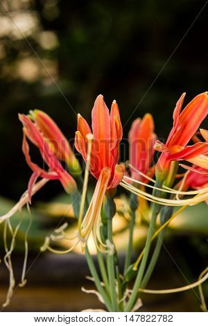 Closeup red eucrosia bicolor blossom in flower garden