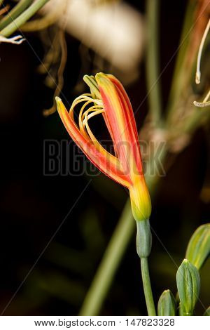 Closeup red eucrosia bicolor blossom in flower garden