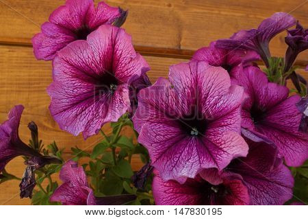 Image Full Of Colourful Petunia  Hybrida Flowers