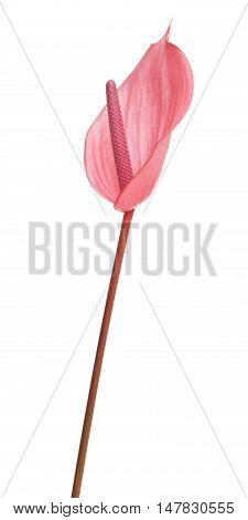 Pink Anthurium Isolated