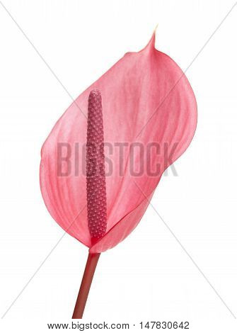 Pink Anthurium Isolated