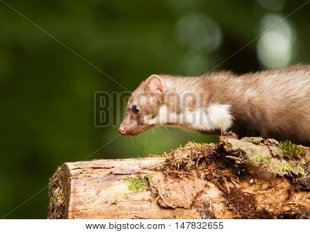 Stone marten on the stump in forrest - Martes foina