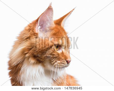 Funny Maine Coon cat looking somewhere. Close up of young adorable kitten 7,5 months old look and sit. Beautiful red-haired kitty isolated on white background. 