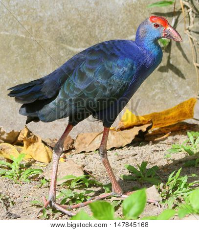Black-backed Swamphen, formerly the Purple Swamphen, near Songkhla, Thailand