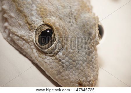 Gray house Gecko living inside a European house