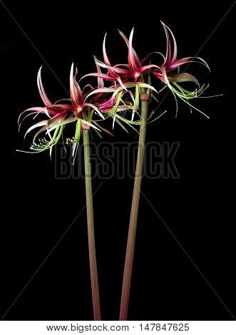 Hippeastrum (Amaryllis) sybister Chiko on the black background