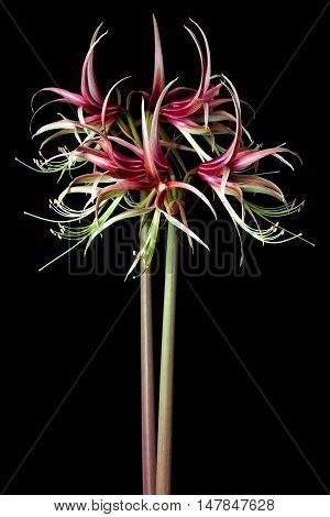 Hippeastrum (Amaryllis) sybister Chiko on the black background