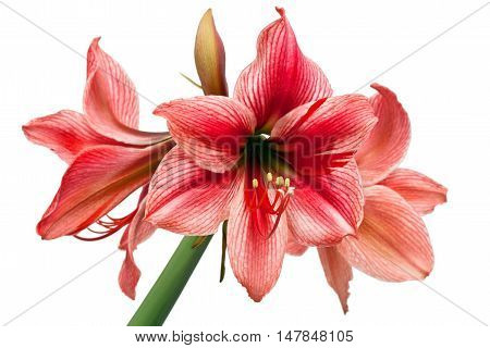 Hippeastrum Gervase isolated on the white background