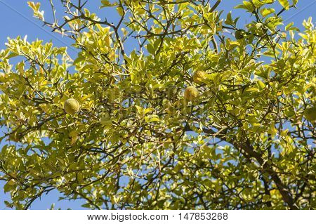 Bergamot orange tree with fruits and leaves on blue sky background Citrus bergamia.