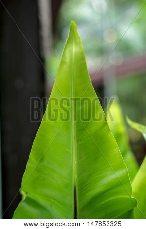 The texture of the old wood leaf