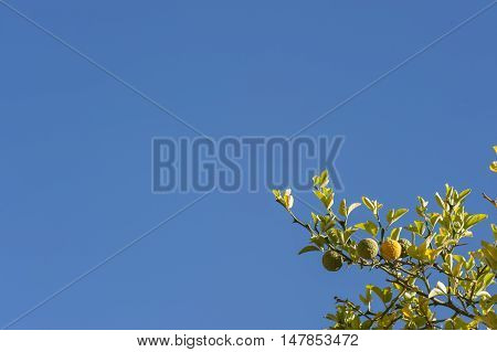 Bergamot orange tree with fruits and leaves on blue sky background Citrus bergamia.