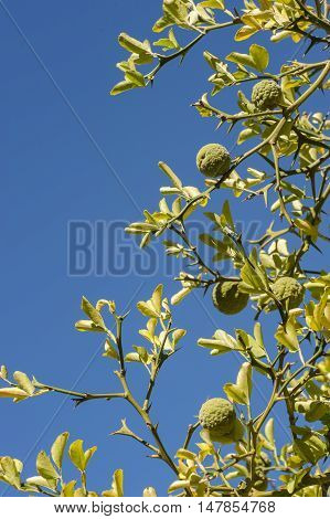 Bergamot orange tree with fruits and leaves on blue sky background Citrus bergamia.