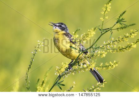 bird the yellow Wagtail sings the song on the bright summer meadow