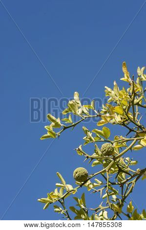 Bergamot orange tree with fruits and leaves on blue sky background Citrus bergamia.