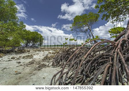 Mangroves In Andaman Beach, India
