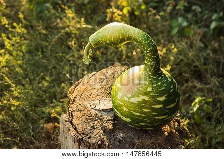Strange watermelon or pumpkin harvest at autumn