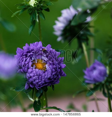 Flowers of a blue Aster alpinus on a dark green background