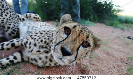 Cheetah in namibian savannah looks to camera