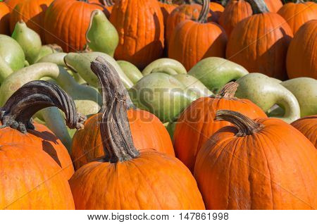 Pumpkins background: pile of orange and green pumpkins at a pumpkin patch