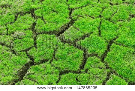 The Close-up field grass park yard outdoor