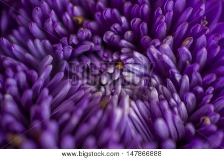 Beautiful purple flower close up in garden