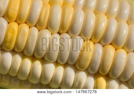 Grains of ripe fresh organic corn of the new harvest gathered in ecologically clean area of the country close background