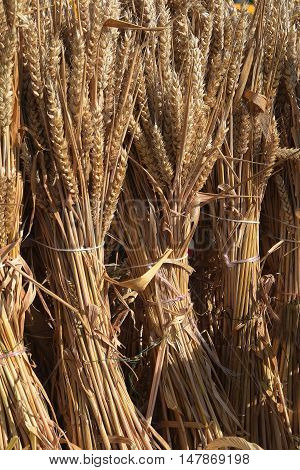 wheat ears sheaves tied to the harvest as a decoration for thanksgiving vertical background with copy space selected focus narrow depth of field
