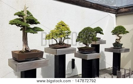 Bonsai and Penjing exhibit with miniature trees in trays