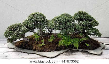 Bonsai and Penjing landscape with miniature forest of deciduous trees in a tray