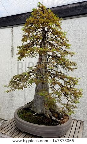Bonsai and Penjing landscape with miniature pine tree in a tray