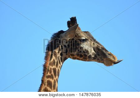 Giraffe sticking out a very long tongue.