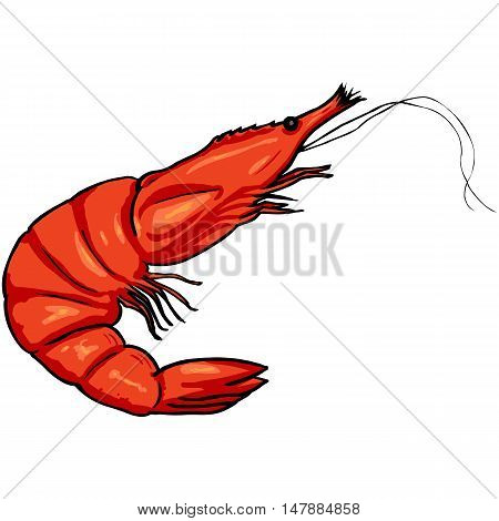 Vector Cartoon Shrimp