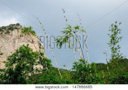 Bamboo growing within the Dalong Waterfall scenic area in Yandangshan mountain area located in Zhejiang province China.