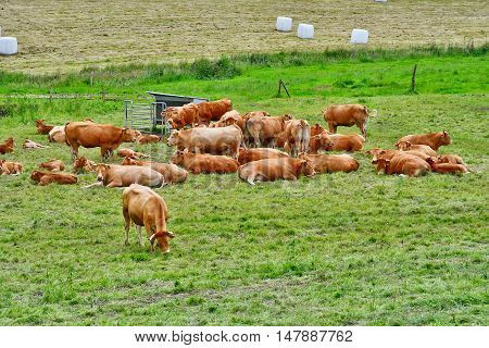Saint Germain sous Cailly France - june 23 2016 : cows in a meadow