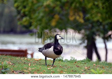 Barnacle Goose (Branta leucopsis) walking in the park.