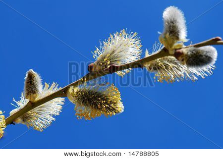 Foråret blomstrer